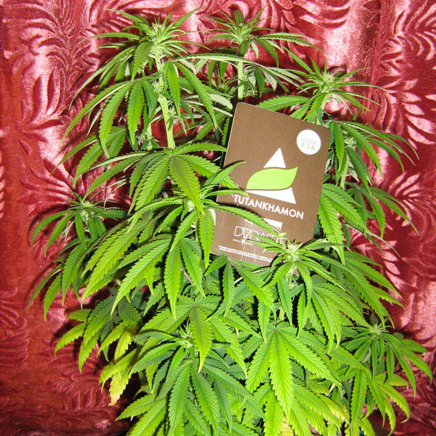 Проблема с пожелтевшими листьями Tutankhamon на второй неделе цветения