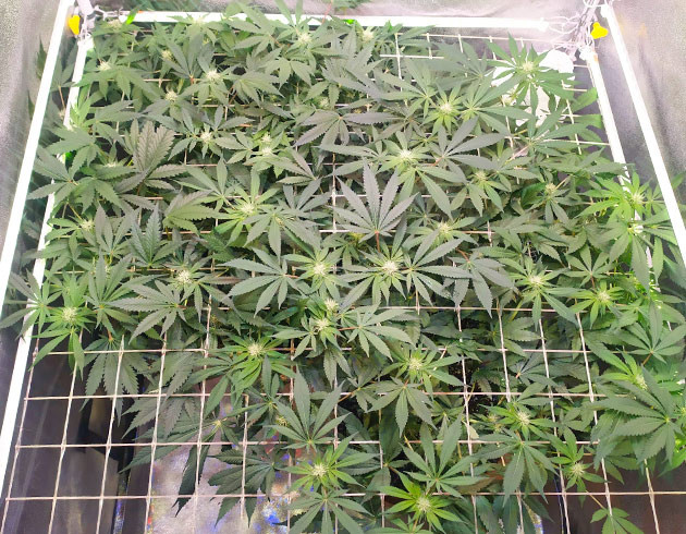 Появление запаха в боксе Формирование бутонов каннабиса