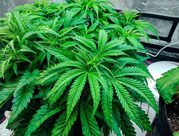 Ранняя фаза формирования соцветий Плотный куст конопли перед переходом в цветение