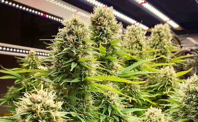 Боковое освещение помогает получить однородные шишки по всему кусту Однородные шишки по всему кусту