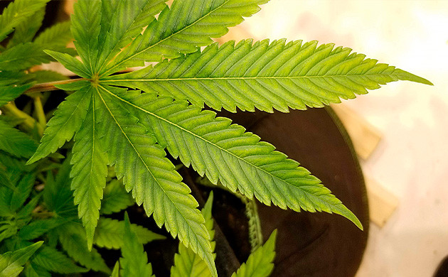 Выбор лампы для выращивания растения каннабис Amherst Sour Diesel куст конопли