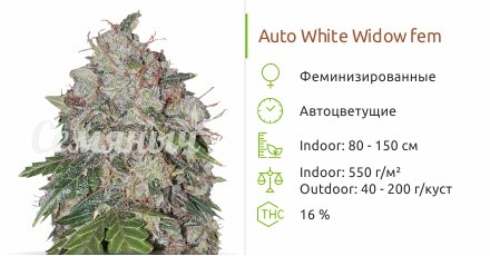 Сорт конопли Auto White Widow Auto White Widow fem от Pyramid Seeds