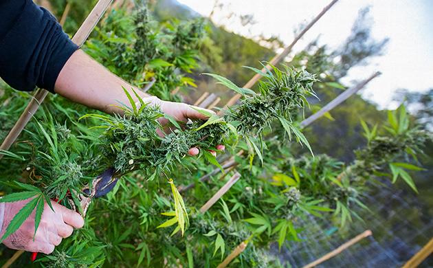 Фитогормон этилен — химический мессенджер, ускоряющий процессы старения и финального созревания Этилен – гормон созревания и завершения цикла