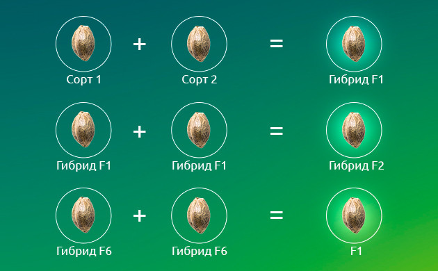 Гибриды каннабиса F1 Гибриды каннабиса F1: превосходные качества нового поколения