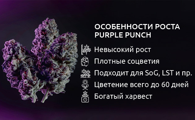 Структура и выращивание Purple Punch Методики культивации Purple Punch