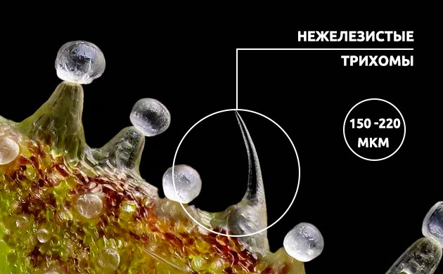 Нежелезистый вид трихом марихуаны Нежелезистые трихомы конопли
