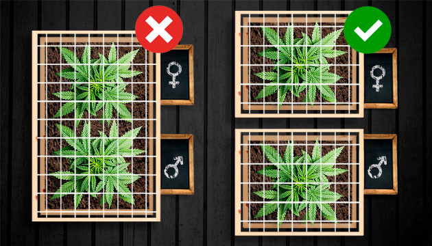 Выращивать феминизированные семена Не сажать кусты вместе