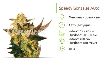 Сорт конопли Speedy Gonzales Auto Speedy Gonzales Auto fem от Kannabia Seed Company