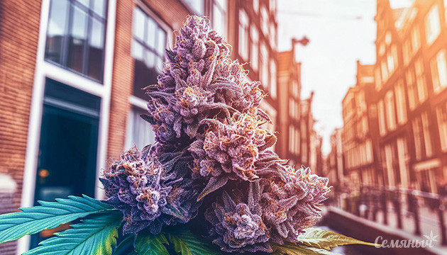 Генетика конопли Black Domina Сорт конопли Black Domina