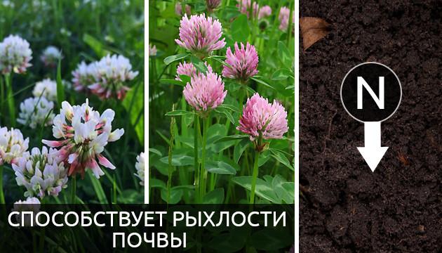 Клевер разрыхляет почву Клевер способствует разрыхлости почвы