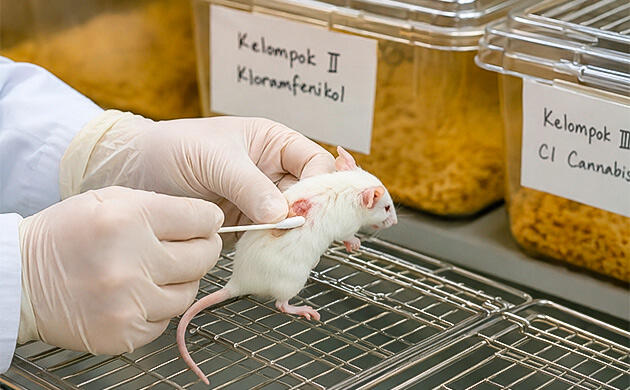 Влияние на весь цикл восстановления ткани Логика исследования