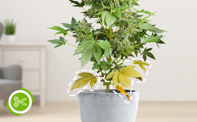 Правильное выполнение дефолиации Обрезка нижних листьев на этапе цветения