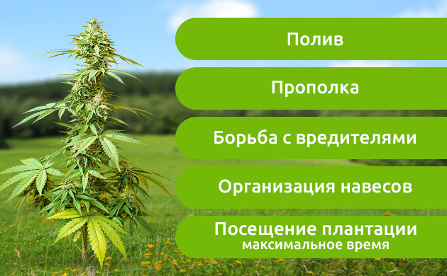 Уход за марихуаной в открытом грунте Перечень манипуляций для выращивания конопли в аутдоре