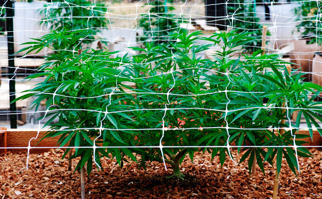 Метод ScrOG Сетка над кустом