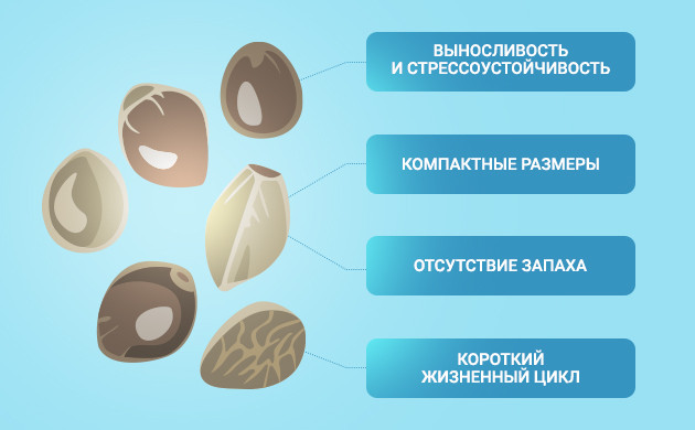Критерии выбора сорта Характеристика сорта для выращивания на подоконнике