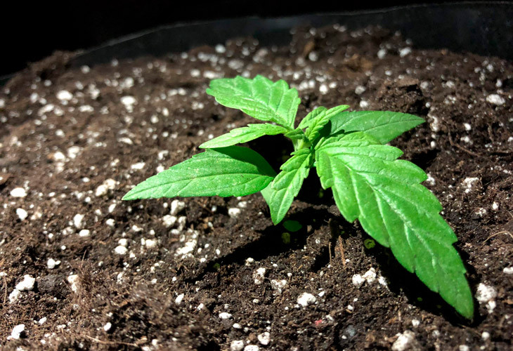 Стадия вегетации Pineapple Express auto за 10 дней выращивания