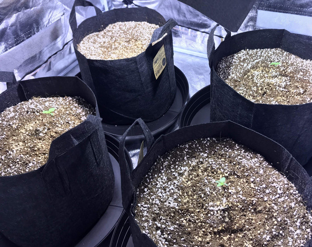 Первая неделя вегетации Ростки LSD