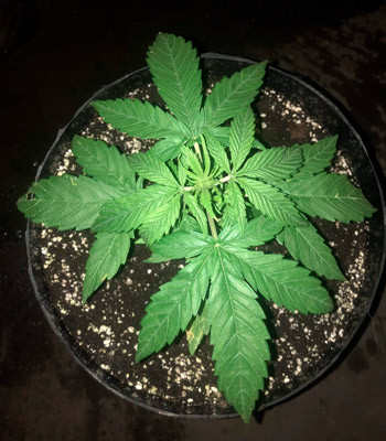 Начало стадии цветения 7 неделя выращивания Pineapple Express auto