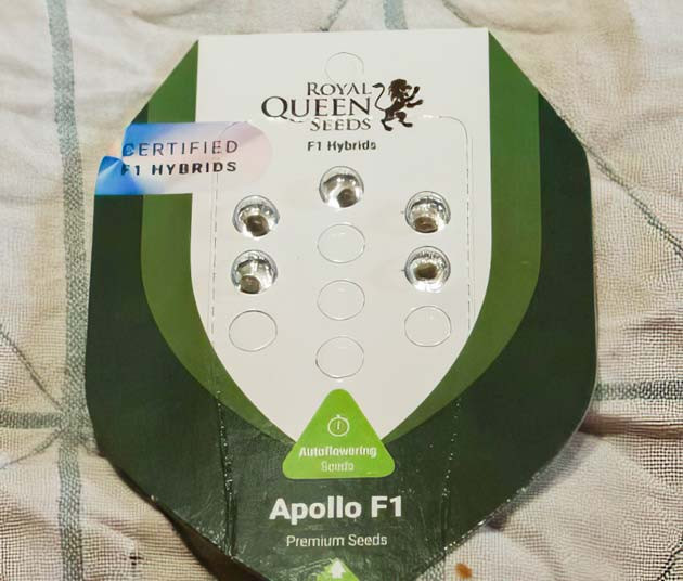 Проращивание 4 семян сорта Apollo F1 Семена сорта Apollo F1 Auto от Royal Queen Seeds