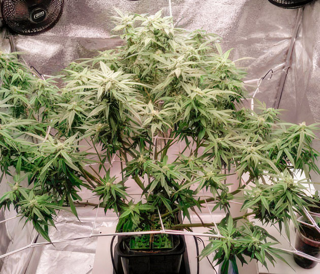 Дефолиация и кальциево-магниевый комплекс Куст Auto Orange Bud от Dutch Passion ростом 78 см