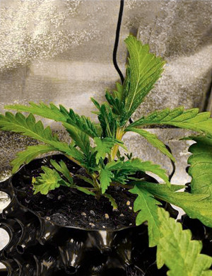 Куст имеющий другой фенотип Листья другой формы у куста