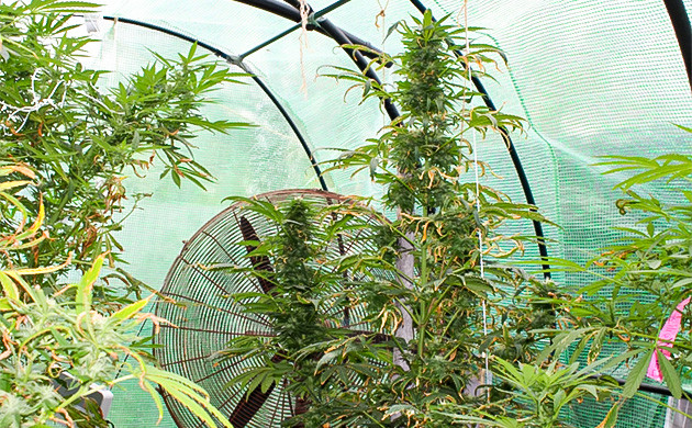 Сильный запах на 18 неделе Куст ростом 180 см