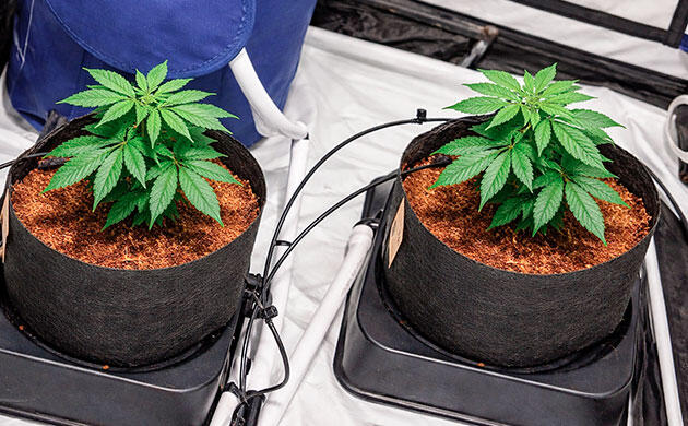 Подготовка кокосового волокна к использованию в гидропонике Кокосовое волокно как субстрат для гидропонного выращивания конопли