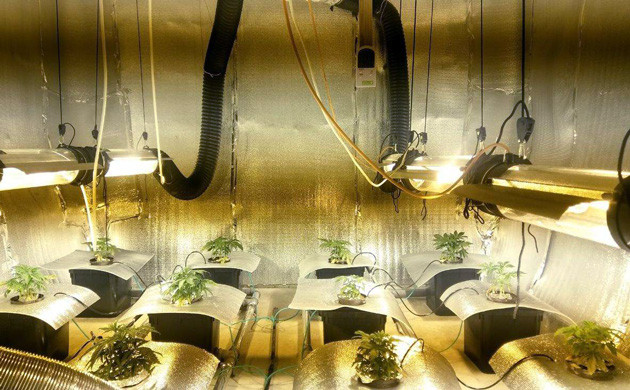 10 см роста на второй неделе Светоотражающие накладки на горшках