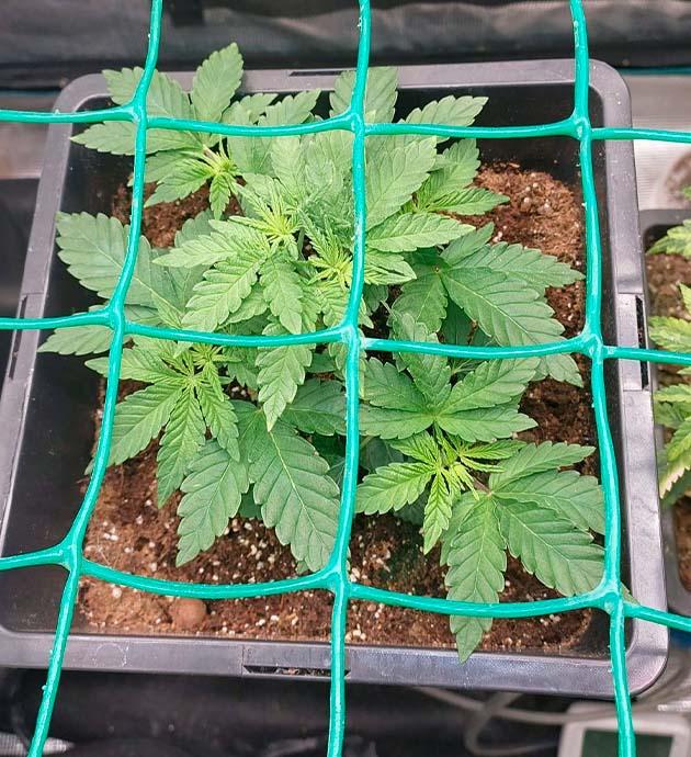 Куст Booberry Cookies RBX от Ethos Genetics на 3 неделе