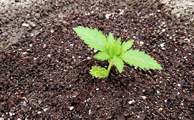 Обильный полив и увлажнение листьев для защиты от жары Старший росток конопли пересажен в постоянную лунку