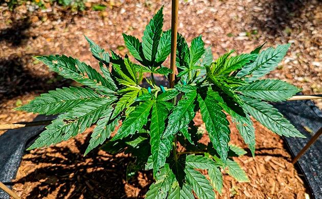 Тренировки марихуаны Куст Gorilla Cookies FF от FastBuds на 6-7 неделе