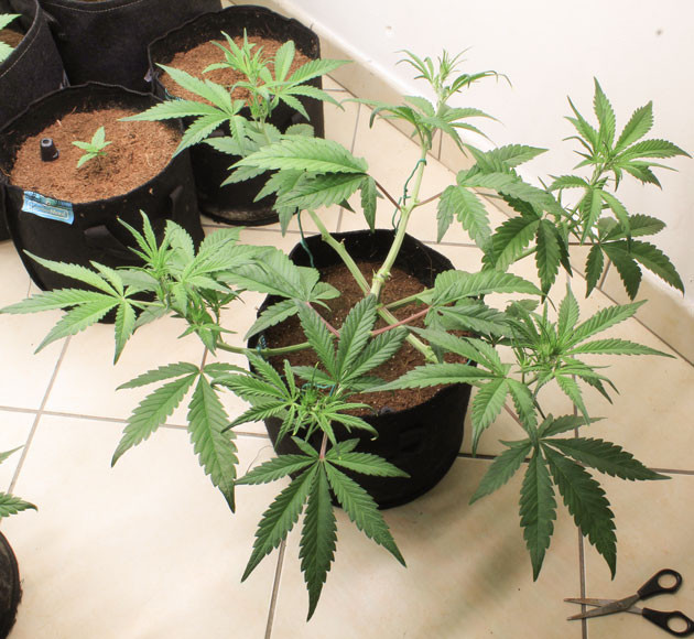 Начало цветения Tropicana Cookies Auto Стимуляция развития соцветий Tropicana Cookies Auto