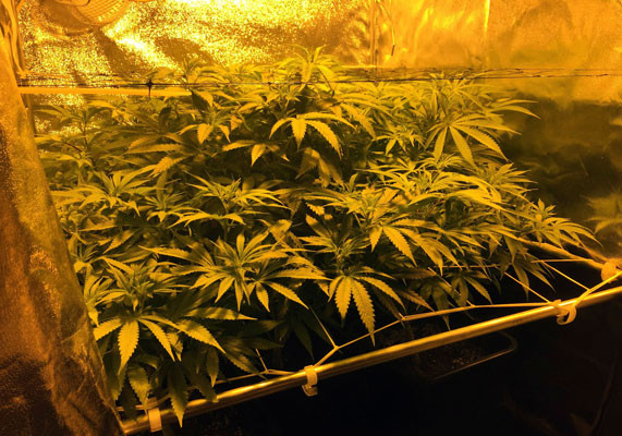 Стадия цветения марихуаны Начало стадии цветения на седьмой неделе