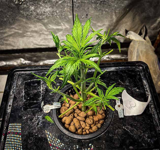 Дефолиация куста на 3 неделе Обрезка всех веерных листьев