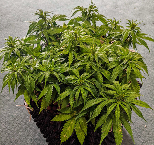 Дефицит кальция на пятой неделе выращивания Желтые пятна на листьях конопли