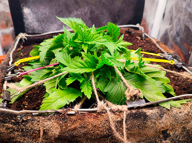 Вегетация куста Sensi Star Куст Sensi Star