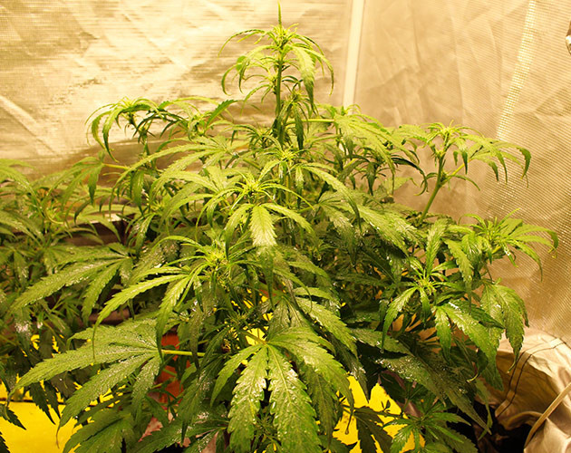 Появление точек роста шишек