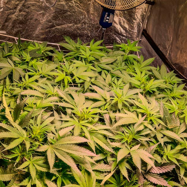 Набор массы соцветий Green Crack 2.0 Green Crack 2.0: активное формирование соцветий