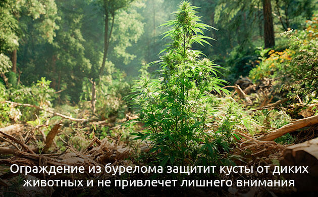 Как защитить каннабис в диком аутдоре Маскировка каннабиса в условиях дикого аутдора