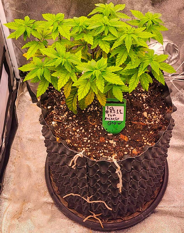 Удобрения для марихуаны Куст RS11 от сидбанка 7CH American на 5 неделе