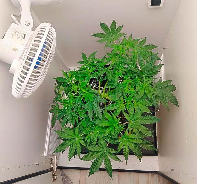 Интенсивное развитие конопли и подготовка к цветению Развитый куст каннабиса перед началом цветения при режиме 12/12