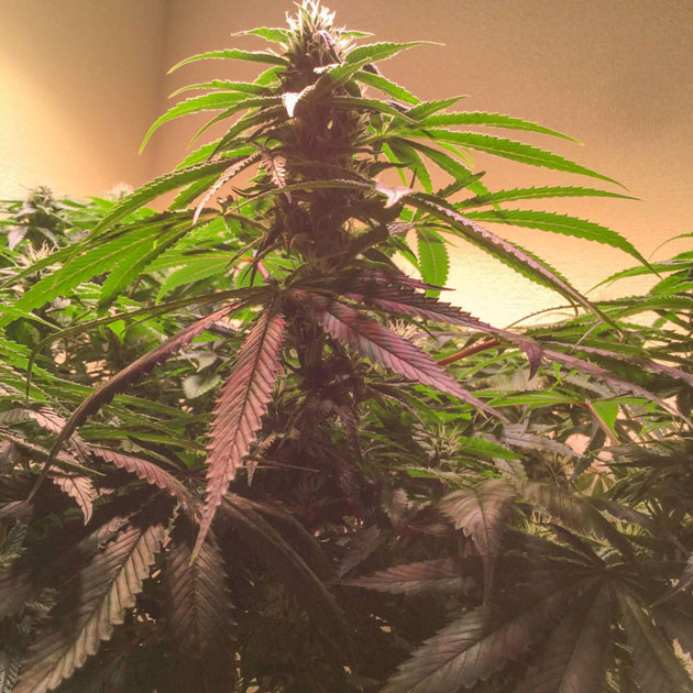 Цветение в разгаре: растишка радует глаз Пурпурная красота: Blueberry Headband в полном цвету