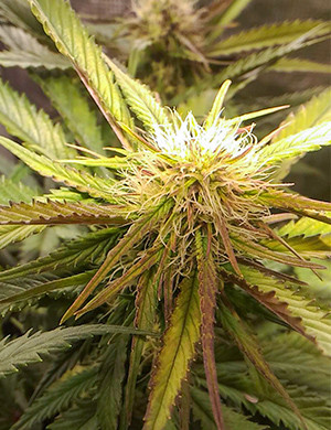 Цветение на 7 неделе Соцветие Crime Caramel Auto