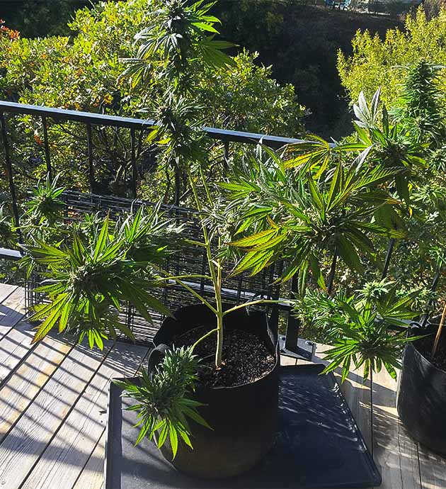 Сушка урожая Blueberry X Уборка и сушка урожая Blueberry X