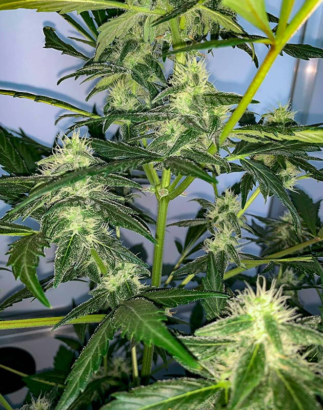 Появление трихом и усиление запаха конфет и фруктов Куст Zkittles Auto от Семяныча на 7 неделе выращивания