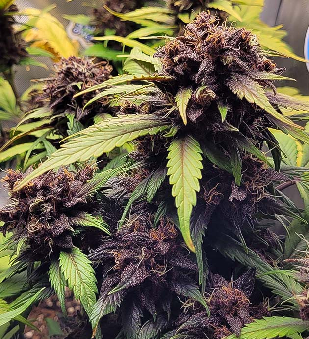 Цветение сорта Purple Lemonade Auto Появление молочных трихом