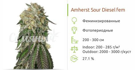 Сорт марихуаны Amherst Sour Diesel Amherst Sour Diesel от Humboldt Seeds