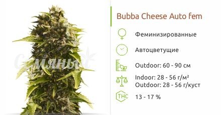 Сорт конопли Bubba Cheese Auto Bubba Cheese Auto fem (Humboldt Seeds)