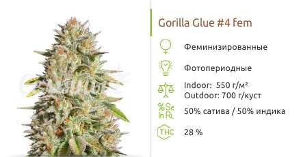 Сорт марихуаны Gorilla Glue #4 Gorilla Glue #4 от Original Sensible Seeds