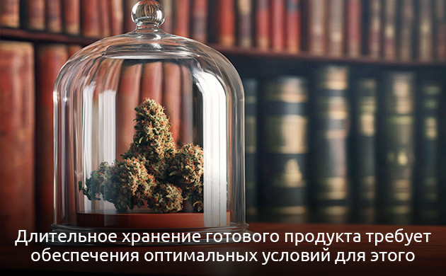 Хранение и качество каннабиса Влияние температуры на ТГК
